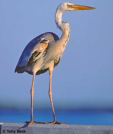 Photo (4): Great Blue Heron