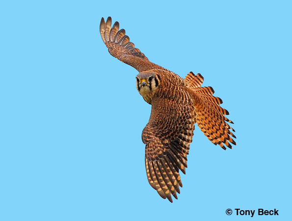 Photo (8): American Kestrel