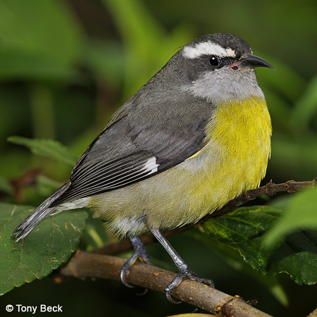 Photo (2): Bananaquit