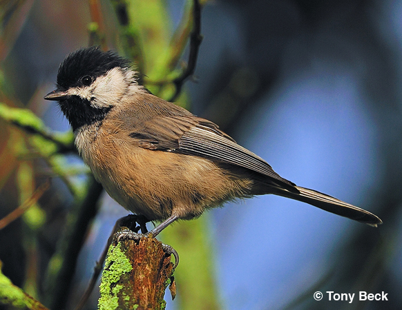 Photo (3): Carolina Chickadee