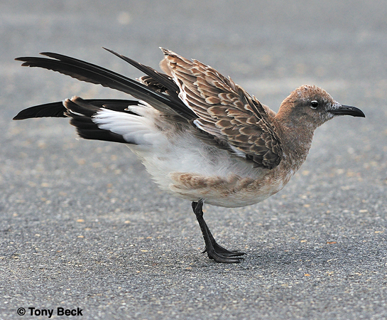 Photo (21): Laughing Gull