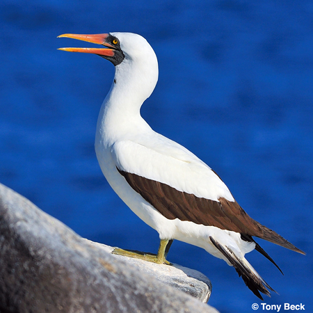Photo (1): Nazca Booby