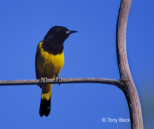 Photo (15): Quiz Species