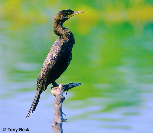 Photo (6): Neotropic Cormorant
