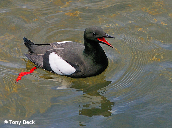Photo (3): Black Guillemot