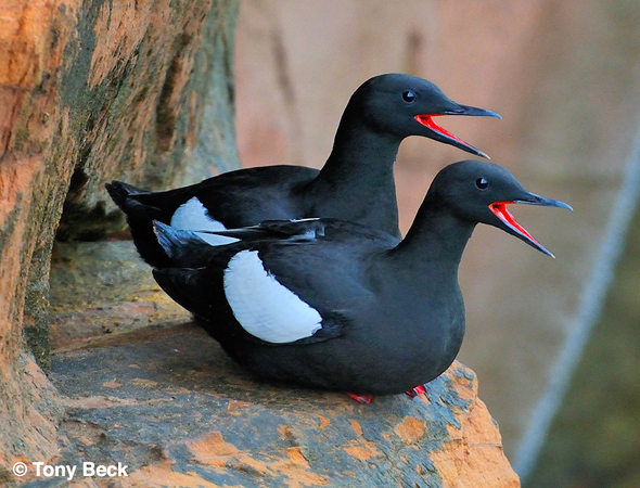 Photo (1): Black Guillemot
