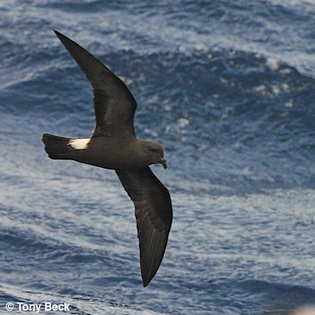 Photo (1): Band-rumped Storm-Petrel