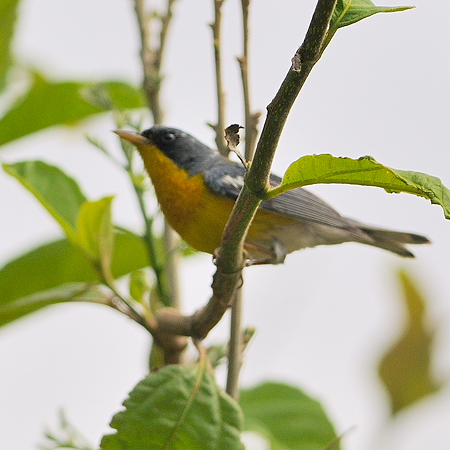 Photo (4): Tropical Parula