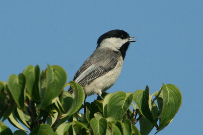 Photo (6): Carolina Chickadee