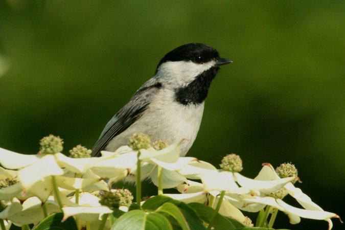 Photo (4): Carolina Chickadee