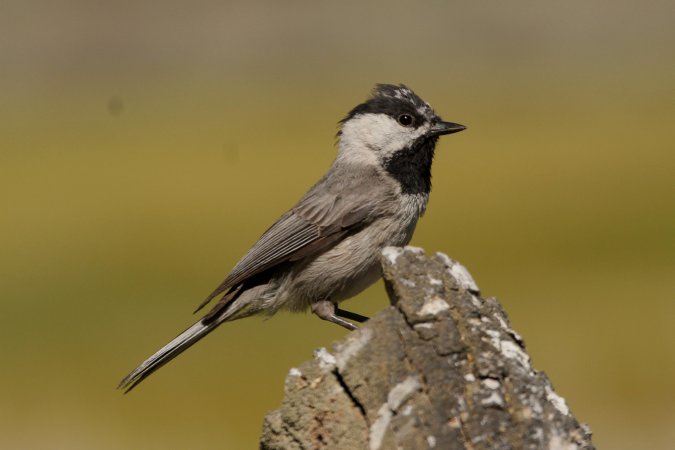Photo (1): Mountain Chickadee