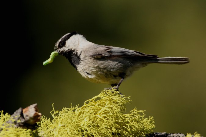 Photo (6): Mountain Chickadee