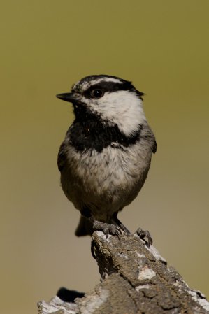 Photo (2): Mountain Chickadee