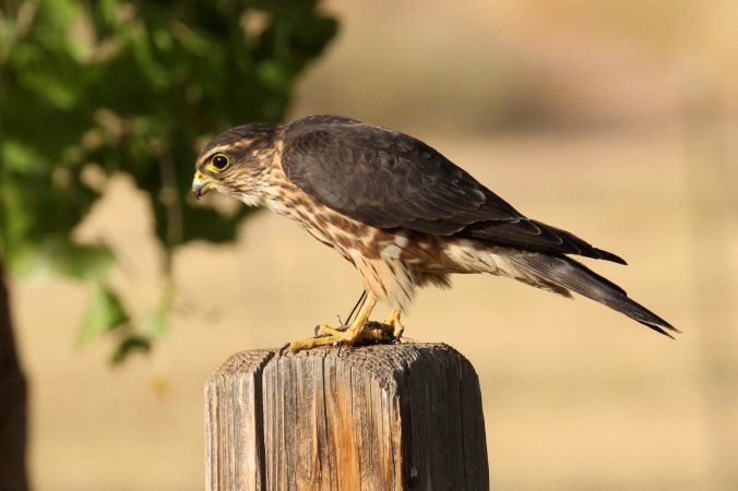 Photo (6): Merlin