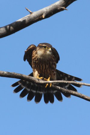 Photo (8): Merlin