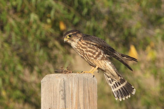 Photo (9): Merlin