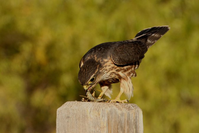 Photo (10): Merlin