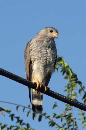 Photo (1): Gray-lined Hawk