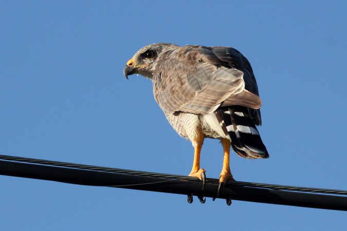 Photo (19): Gray-lined Hawk