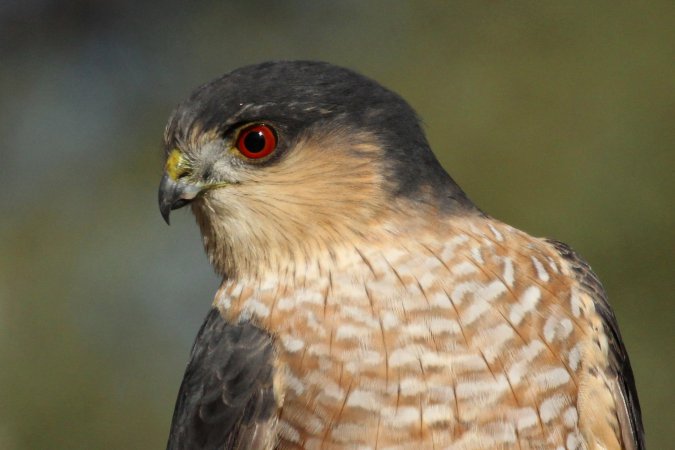 Photo (6): Sharp-shinned Hawk