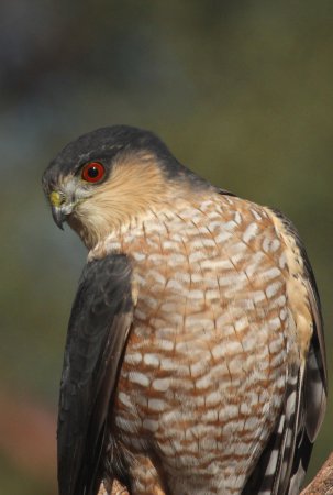 Photo (3): Sharp-shinned Hawk