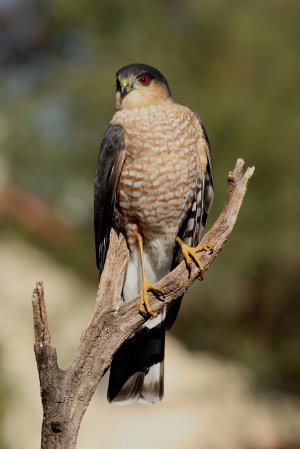 Photo (1): Sharp-shinned Hawk