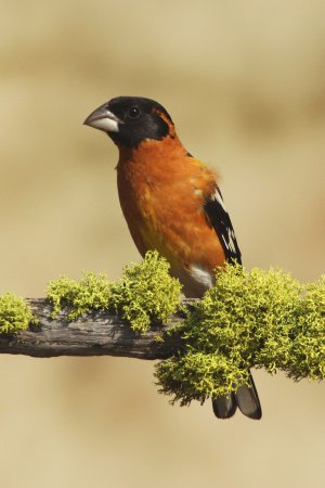 Photo (16): Black-headed Grosbeak