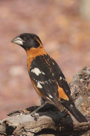 Photo (3): Black-headed Grosbeak