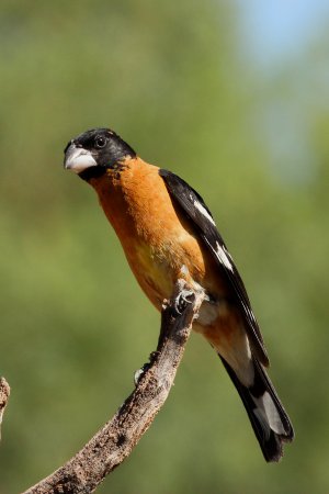 Photo (5): Black-headed Grosbeak