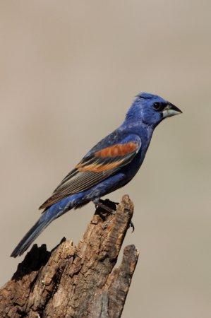 Photo (12): Blue Grosbeak