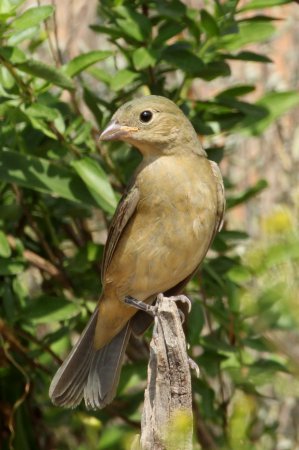 Photo (20): Painted Bunting