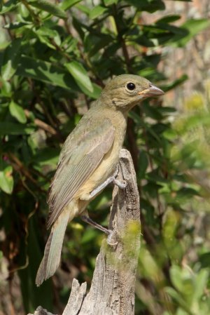 Photo (23): Painted Bunting
