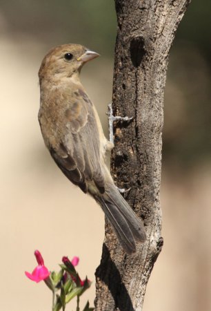 Photo (9): Varied Bunting