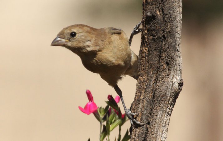 Photo (10): Varied Bunting