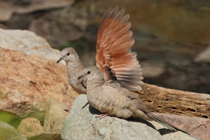 Photo (5): Inca Dove