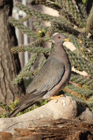 Photo (4): Band-tailed Pigeon