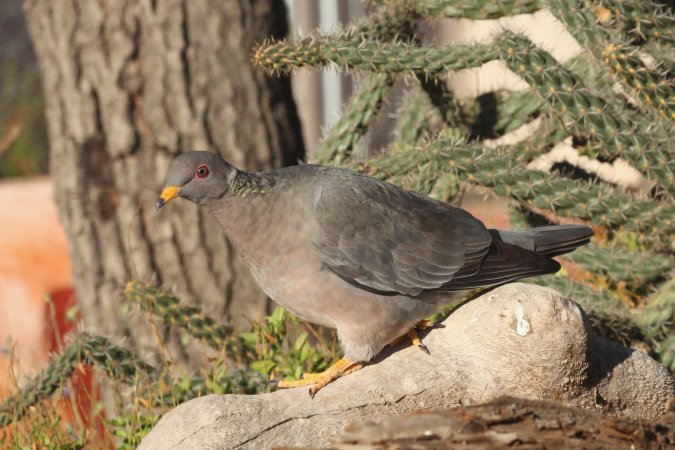 Photo (3): Band-tailed Pigeon