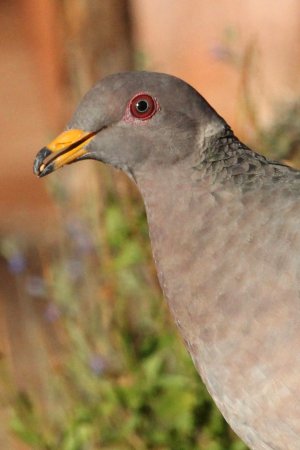 Photo (7): Band-tailed Pigeon