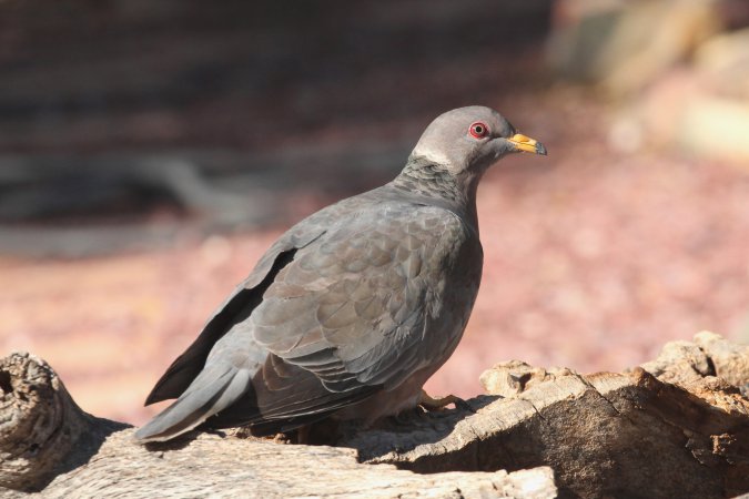 Photo (1): Band-tailed Pigeon