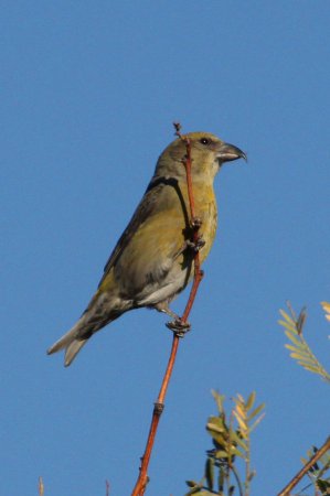 Photo (2): Red Crossbill