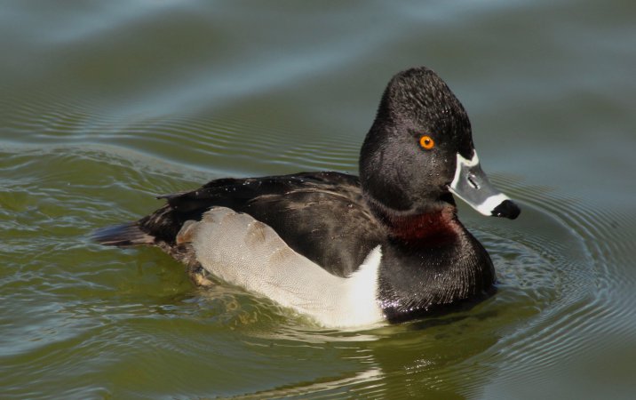 Photo (1): Ring-necked Duck