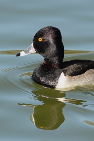Photo (7): Ring-necked Duck
