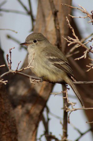 Photo (1): Gray Flycatcher
