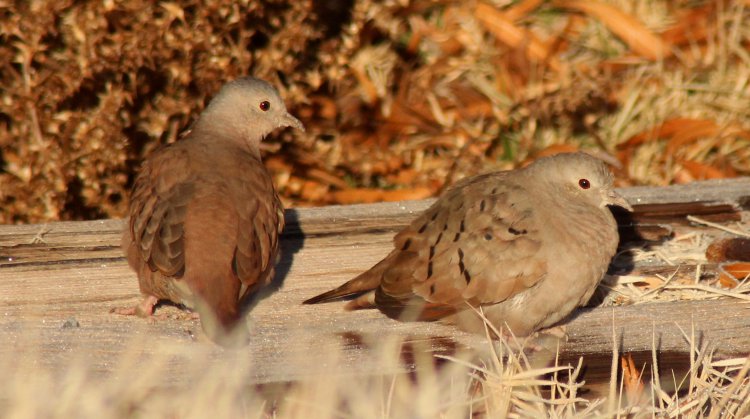 Photo (1): Ruddy Ground-Dove