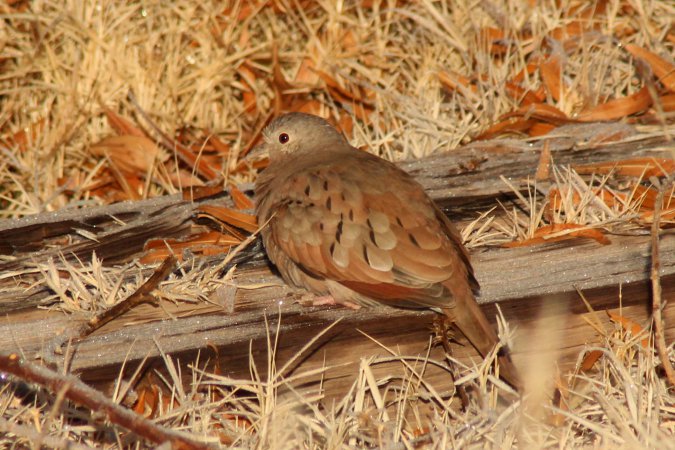 Photo (3): Ruddy Ground-Dove