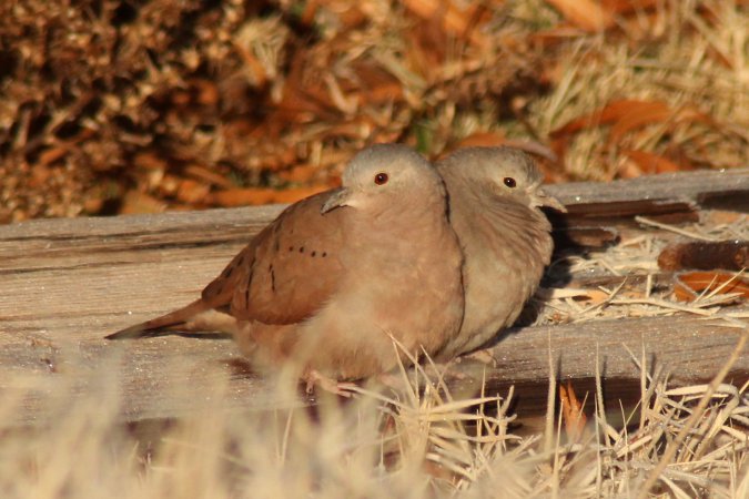 Photo (5): Ruddy Ground-Dove