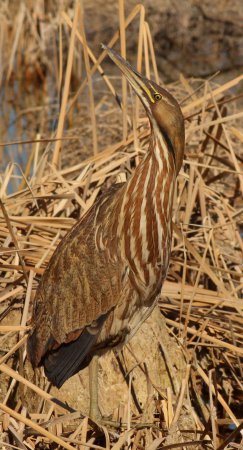 Photo (4): American Bittern