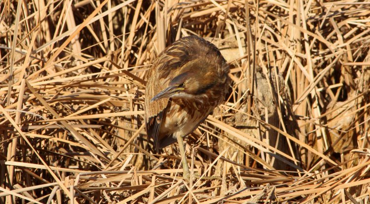 Photo (7): American Bittern