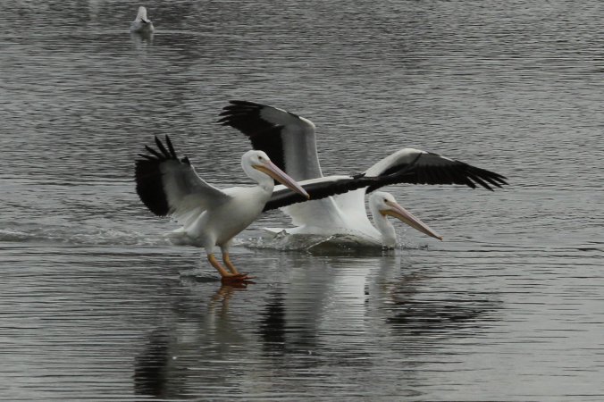 Photo (17): American White Pelican