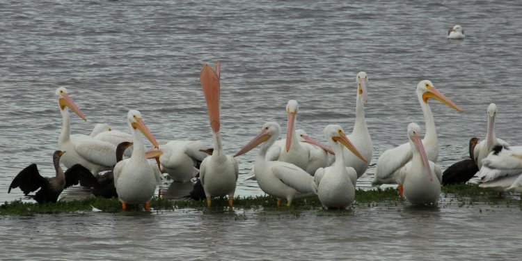 Photo (22): American White Pelican